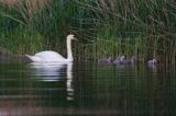 łabędź niemy Cygnus olor, samica z pisklętami