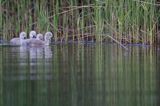 łabędź niemy Cygnus olor, pisklęta