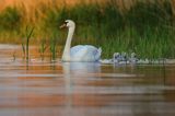 łabędź niemy Cygnus olor, samica z pisklętami