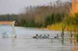 łabędź niemy Cygnus olor, samica z pisklętami