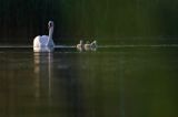 łabędź niemy Cygnus olor, samica z pisklętami