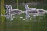 łabędź niemy Cygnus olor, pisklęta