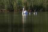 łabędź niemy Cygnus olor, samica z pisklętami