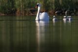 łabędź niemy Cygnus olor, samica z pisklętami