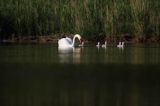 łabędź niemy Cygnus olor, samica z pisklętami