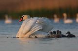 łabędź niemy Cygnus olor, samica z pisklętami