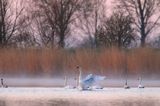 łabędź niemy, Cygnus olor, łabędzie o świcie