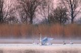 łabędź niemy, Cygnus olor, łabędzie o świcie