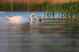 łabędź niemy Cygnus olor