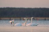 łabędź niemy Cygnus olor