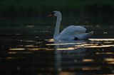 łabędź niemy Cygnus olor