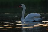 łabędź niemy Cygnus olor