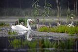 Łabędź niemy, Cygnus olor, rodzina