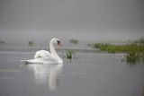 Łabędź niemy, Cygnus olor, samica