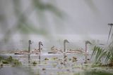 Łabędź niemy, Cygnus olor, młode