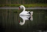 Łabędź niemy, Cygnus olor, samica