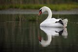 Łabędź niemy, Cygnus olor, samica