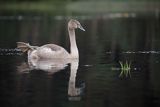 Łabędź niemy, Cygnus olor, młody