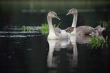 Łabędź niemy, Cygnus olor, młode