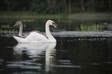 Łabędź niemy, Cygnus olor, samica z młodym