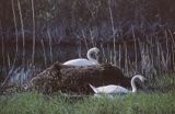 łabędzie nieme przy gnieździe, Cygnus olor