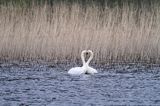 łabędzie nieme, Cygnus olor, zaloty