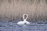 łabędzie nieme, Cygnus olor, zaloty