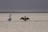 kormoran i łabędź w ujściu Wisły