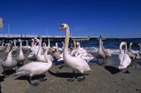 Sopot łabędzie przy molo