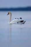 łabędź niemy Cygnus olor, z pisklętami na barana