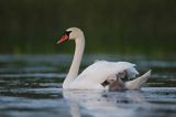 łabędź niemy Cygnus olor, z pisklętami na barana