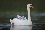 łabędź niemy Cygnus olor, z pisklętami na barana