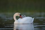 łabędź niemy Cygnus olor, z pisklętami na barana