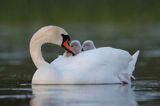 łabędź niemy Cygnus olor, z pisklętami na barana