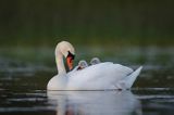 łabędź niemy Cygnus olor, z pisklętami na barana