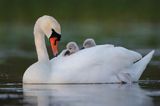 łabędź niemy Cygnus olor, z pisklętami na barana