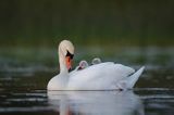 łabędź niemy Cygnus olor, z pisklętami na barana