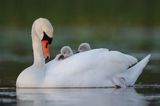 łabędź niemy Cygnus olor, z pisklętami na barana