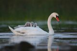 łabędź niemy Cygnus olor, z pisklętami na barana