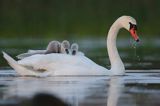 łabędź niemy Cygnus olor, z pisklętami na barana