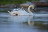 łabędź niemy Cygnus olor, z pisklętami na barana