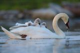 łabędź niemy Cygnus olor, z pisklętami na barana