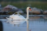 łabędź niemy Cygnus olor, z pisklętami na barana