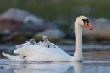 łabędź niemy Cygnus olor, z pisklętami na barana