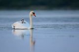 łabędź niemy Cygnus olor, z pisklętami na barana