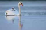 łabędź niemy Cygnus olor, z pisklętami na barana