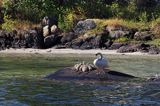 Łabędź niemy, Cygnus olor, z pisklętami, Sandspollen, Południowa Norwegia