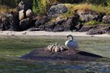 Łabędź niemy, Cygnus olor, z pisklętami, Sandspollen, Południowa Norwegia
