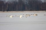 łabędzie nieme nad Biebrzą