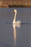 łabędź niemy Cygnus olor